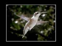 Hummingbird print