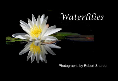 Waterlilies — Photographs by Robert Sharpe